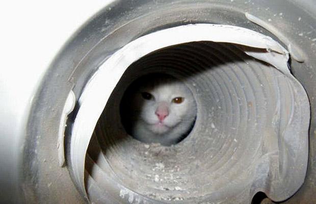 cat in a pipe